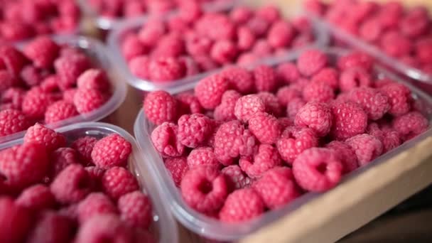 Nahaufnahme roter reifer Sommer-Himbeeren. Nahaufnahme. — Stockvideo