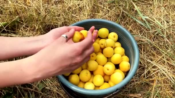 As mãos femininas que inspecionam damascos maduros de um balde. Movimento lento, 4k . — Vídeo de Stock