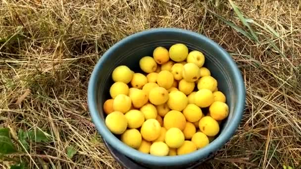 Frauenhände gießen reife Aprikosen aus einem Eimer. Zeitlupe, 4k. — Stockvideo