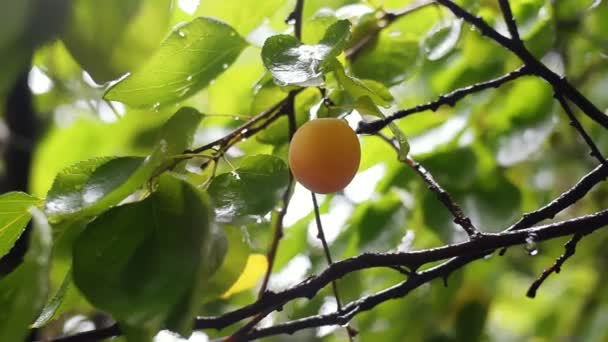 Dojrzałych moreli na oddział po deszczu. Owoce przed zbiorami w sadzie. — Wideo stockowe