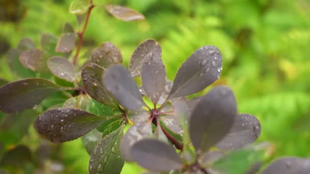 Bush van berberis ottawica met regendruppels op een tak. Close-up shot. — Stockvideo