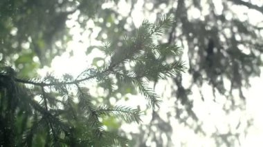 Yağmur damlaları ile iğne yapraklı ağaç dalı.