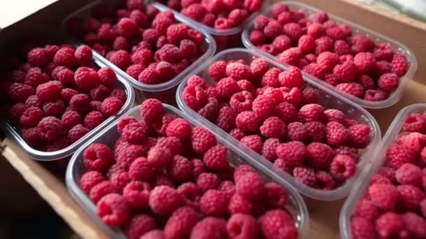 Juicy organic raspberries in plastic boxes inside a cardboard box. Slow speed, selective focus. — Stock Video