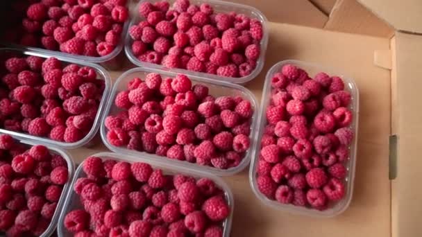 Panorama from right lo left of delicious ripe tasty raspberries. — Stock Video