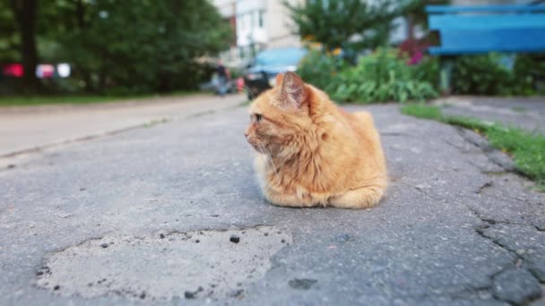 Schattig dakloze rood-headed kat rusten op de weg. — Stockvideo