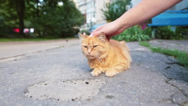Мужская рука крупным планом ласкает бездомного кота, который отдыхает на дороге . — стоковое видео