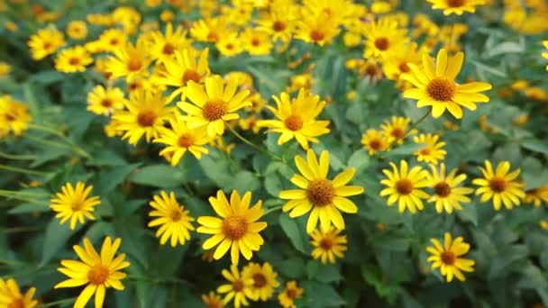 Beutiful jaune marguerite fond de mariage, fleurs sauvages . — Video