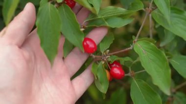 Erkek el şube kırmızı cornus mas, kızılcık kiraz kızılcık sopası ile tutarak.
