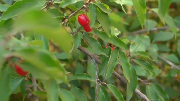 Bayas rojas de cereza cornalina. Dogwood, cornus mas. Alimentos naturales . — Vídeo de stock