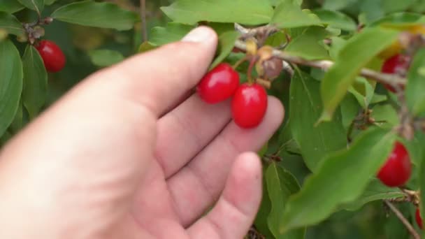 Zahradník v ruce držel ovoce zralé Evropského cornel. — Stock video
