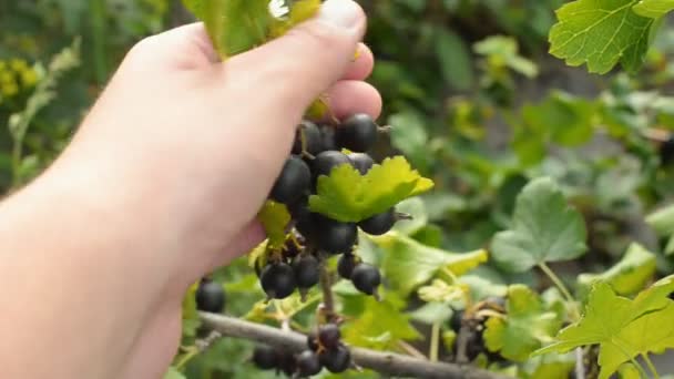 Trädgårdsmästare håller Jostaberry gren i handen. Hybrid av krusbär och vinbär. — Stockvideo