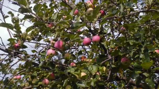 Tree with red apples in an orchard. Pan shot. — Stock Video