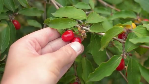 Mão masculina segurando frutos de milho vermelho eruropeano. Cornus mas, cornalina cereja dogwood . — Vídeo de Stock