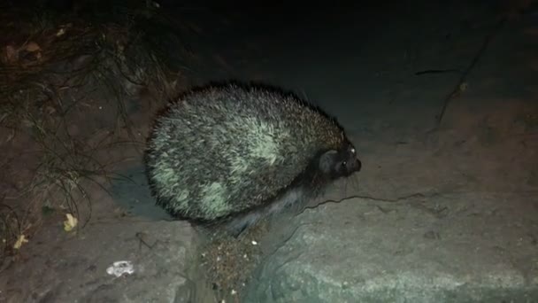 A scared European hedgehog at night in the city, 4k — Stock Video