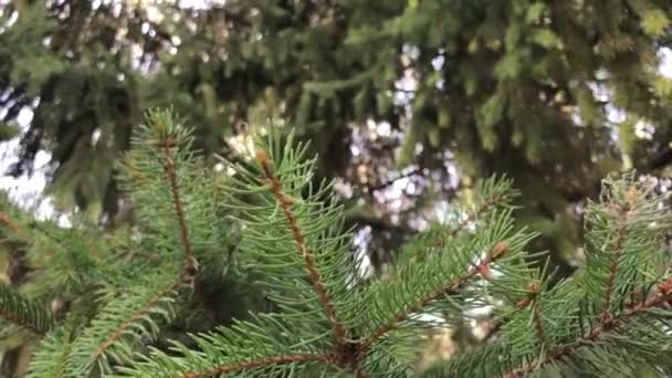 Details voor verse groene twijgen van naaldbomen tak met een spinrag. Zonnig weer, slow-motion. — Stockvideo