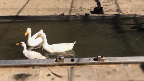 Nahaufnahme von weißen Enten, die im Wasser schwimmen. Hof, sonniger Tag, Zeitlupe. — Stockvideo