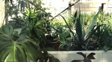 Sera Botanik Bahçe. Pan çekim.