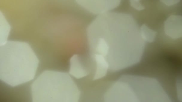 Dim natural white bokeh, soft focus background. — Stock Video