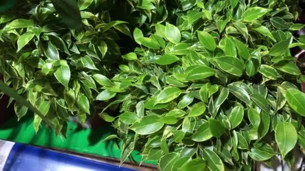 Beautiful house plants of ficus with green small and big leaves in pots, 4k. — Stock Video