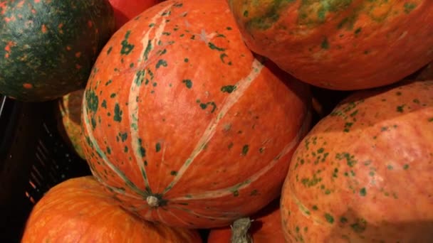 Stapel unterschiedlich großer orangefarbener Kürbisse auf dem Markt. Herbst- oder Herbsternte. — Stockvideo
