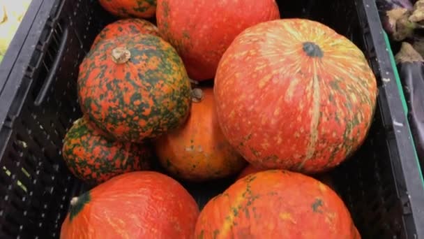 Kräuseln orangefarbene Kürbisse im Supermarkt. 4k Filmmaterial. Nahaufnahme. — Stockvideo