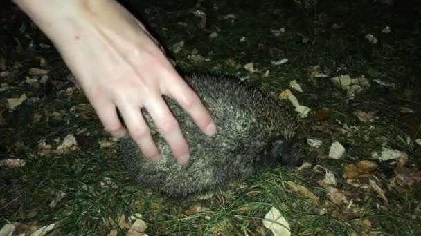 Female hand touches funny hedgehog at night in the city. 4k footage. — Stock Video