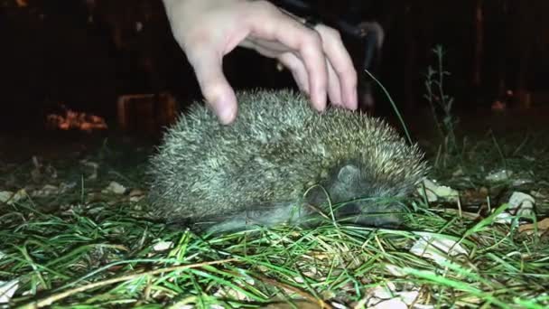 La chica toca al erizo europeo por la noche en la ciudad. 4k — Vídeos de Stock