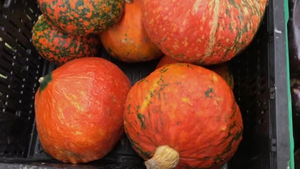 Kräuseln orangefarbene Kürbisse im Supermarkt. 4k Filmmaterial. Nahaufnahme. — Stockvideo