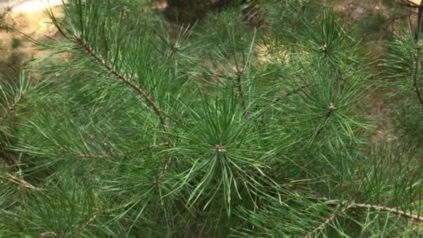 Beautiful green pine branches. — Stock Video