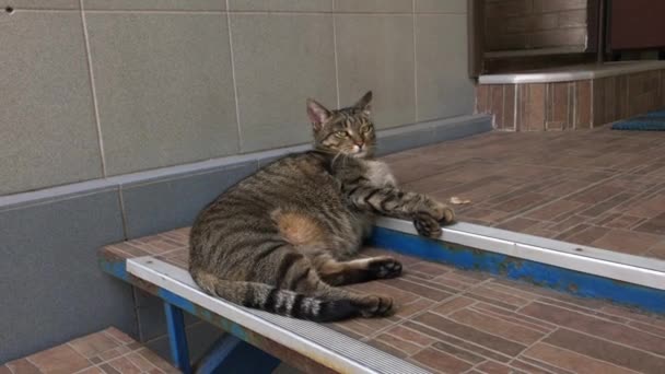 Τεμπέλης γάτα άστεγοι τοποθέτηση σκάλες. — Αρχείο Βίντεο