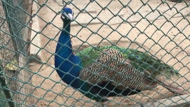 Mooie peacock wandelingen in het erf. Close-up shot. — Stockvideo