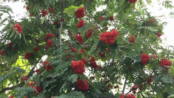 ナナカマドの枝に。赤いナナカマド。ナナカマドのナナカマドの果実. — ストック動画
