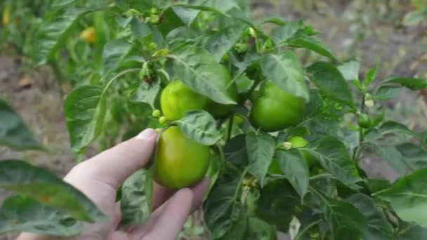 Manlig hand kontroll gröna omogna paprika — Stockvideo