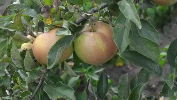 Schöne saftige Bio-Äpfel auf einem Ast in einem Apfelgarten. — Stockvideo