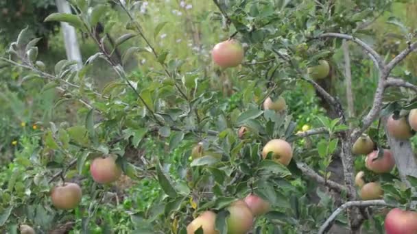 Hösten äppelträdgård. Saftiga äpplen svajar i vinden. — Stockvideo