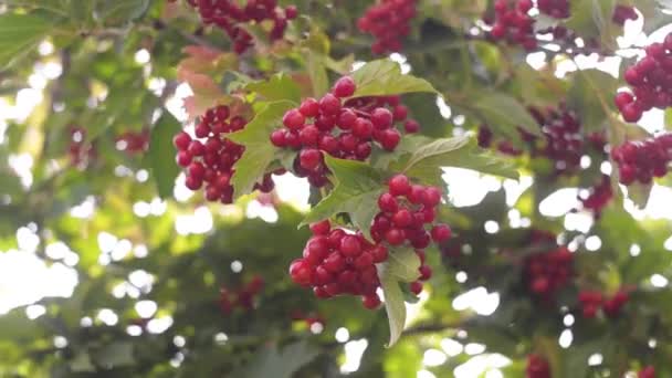 Red viburnum on the bush in the organic garden. — Stock Video