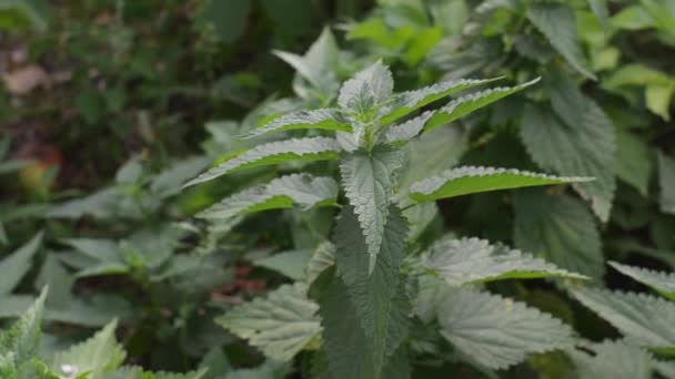 A bunch of common nettles in the ground. — Stock Video