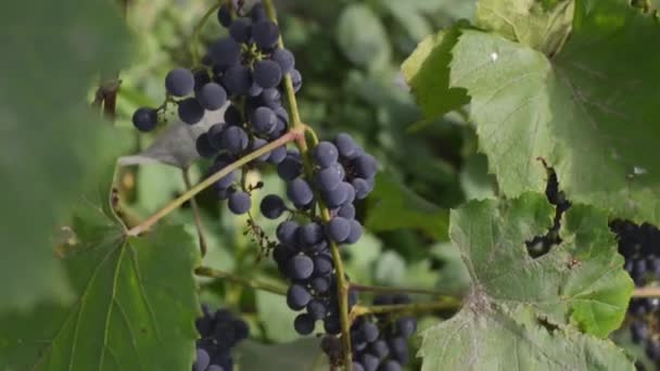 Plan panoramique d'un raisin mûr en automne. Vignobles au coucher du soleil à la récolte d'automne .