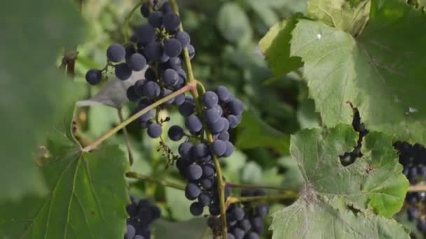 Tiro de panela de uvas maduras na estação de outono. Vinhedos ao pôr do sol na colheita do Outono . — Vídeo de Stock