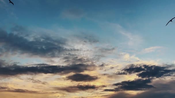 Himmel bei Sonnenuntergang mit Wolken und Möwensilhouette. — Stockvideo