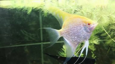 Şeffaf akvaryum su güzel balıklar yüzmek.