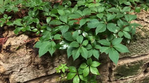 Mosaic Leaves Virginia Creeper Parthenocissus Quinquefolia Rocks Forms Natural Background — Stock Video