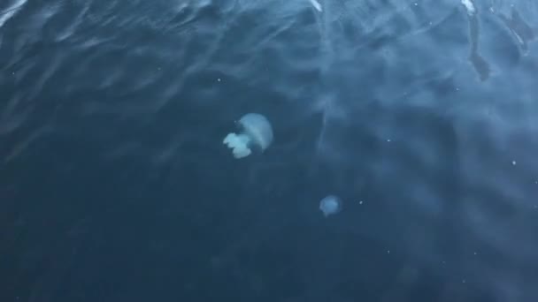 푸른 바다 물에 떠 있는 아름 다운 해파리. — 비디오