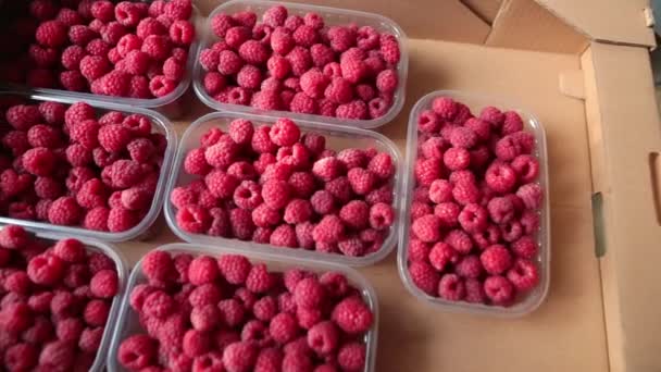 Pan shot to the left of delicious ripe tasty raspberries grown on an organic farm. — Stock Video