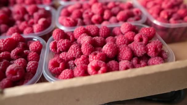 Enfoque selectivo en una caja de plástico con frambuesas orgánicas maduras. Primer plano de tiro . — Vídeos de Stock