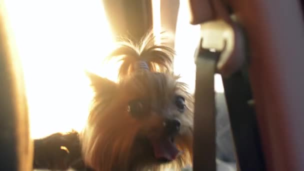 面白い犬ヨークシャー テリアの明るい、晴れた日のドライブを楽しむ. — ストック動画
