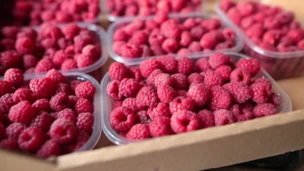 Selektiver Fokus auf saftige reife Bio-Himbeeren. Nahaufnahme. — Stockvideo