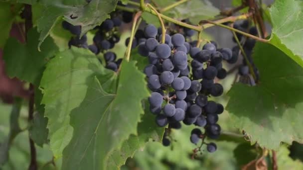 秋のシーズンで熟したブドウの選択と集中 収穫の秋の夕日のブドウ畑 クローズ アップ ショット — ストック動画