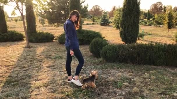 Ler brunett tjej med hennes Yorkshire terrier i parken vid solnedgången. — Stockvideo