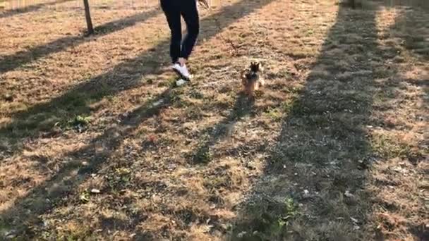 Låg vinkel skott av en flicka med hennes Yorkshire terrier i parken vid solnedgången. — Stockvideo